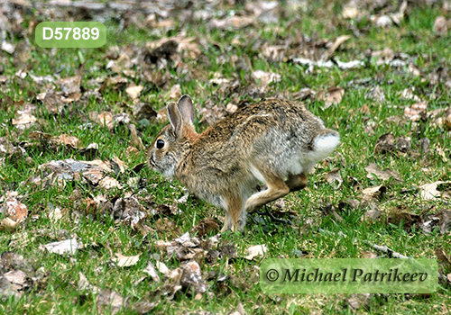 Eastern Cottontail (Sylvilagus floridanus)